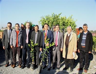 Erzin'de Üreticiye Narenciye Fidanı Dağıtıldı