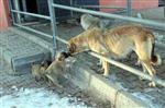 SOKAK KÖPEĞİ - Sokak Köpekleri Mezbahane Görevlileri Tarafından Besleniyor