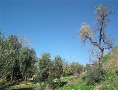 Aydın’da Zeytin Ağaçlarındaki Dal Kurumaları Üreticileri Tedirgin Ediyor