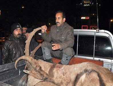 İki Dağ Keçisini Öldüren Kaçak Avcılar Yakalandı