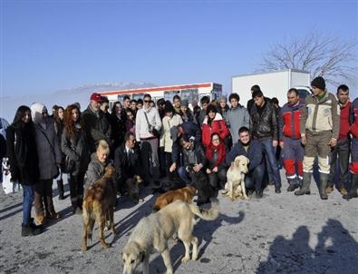 Belediyeden Sokak Köpekleri İçin Sıcak Yuva