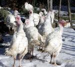 Beyaz Hindiler Yılbaşında Sofraları Süsleyecek