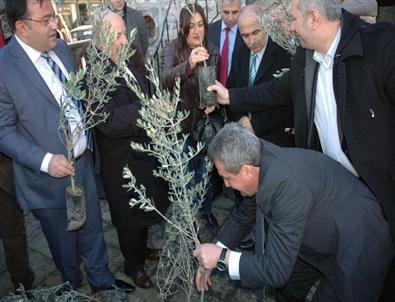 Giresun’un Tarihi Zeytinlik Mahallesine Zeytin Ağacı Dikildi