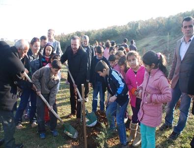 İzmit Belediyesi 110 Adet Sedir Ağacı Fidanı Dikti