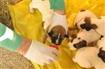 YAVRU KÖPEKLER - Kimsesiz ve Korunmasız Yavru Köpeklere Bozüyük Belediyesi Sahip Çıktı