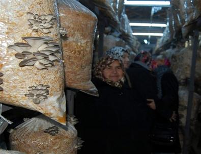 Kadın Çiftçilere Özel ‘sera Projesi’