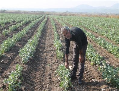 Baklayı Soğuk Vurdu, Rekolte Yarıya Düştü