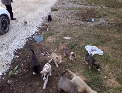 Yavru Köpekleri Ölüme Terk Ettiler