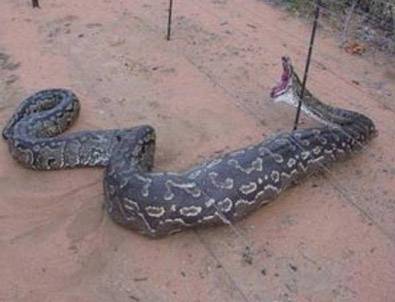 Lüks otelde piton dehşeti!