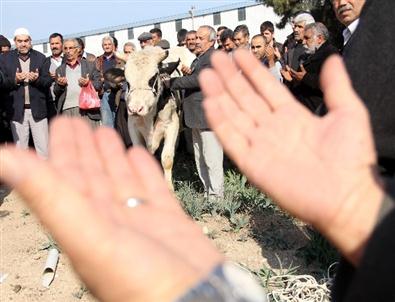 Boğalı Yağmur Duası Kabul Oldu