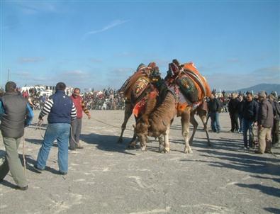 Karaağaç’ta Deve Güreşi Festivali