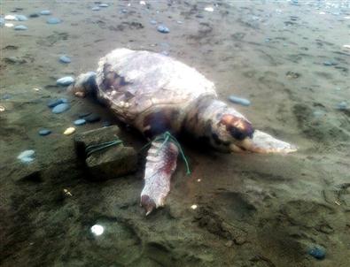 Yüzgecine Parke Taşı Bağladıkları Caretta Caretta'yı Denize Attılar