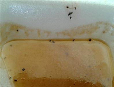 Kürtün’deki Yemek Skandalı'na Valilik ve Kaymakamlık El Koydu