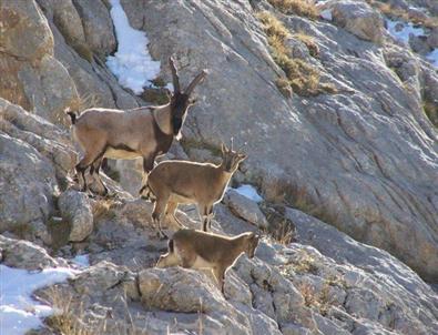 Avcılar Bir Keçi Vurabilmek İçin 5 Bin Tl Ödüyor