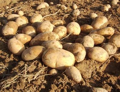 Patates Zam Şampiyonu Oldu