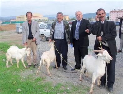 Dalaman’da 5 Adet Saanen Tekesi Dağıtıldı