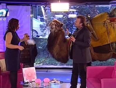 Ünlü sunucu canlı yayına deveyle geldi