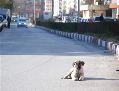 Köpeğin Tehlikeli Güneş Keyfi