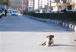 EZİLME TEHLİKESİ - Köpeğin Tehlikeli Güneş Keyfi