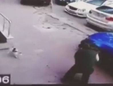 Kedi karateci çıktı