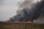 YÖRÜKLER - Kızılırmak Deltası'nda Sazlık Yangını