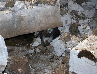 Yağmur Nedeniyle Ahırın Duvarı Çöktü, 25 Küçükbaş Hayvan Telef Oldu