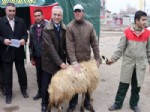 MEHMET MıZRAK - Aksaray'da Çiftçilere Küçükbaş Hayvan Dağıtımı