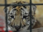 BENGAL - Hayvanat Bahçesinin Yeni Üyesi Yavru Kaplan Cango
