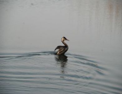 Türkoğlu Sulak Alanların Önemine Dikkat Çekti