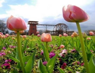 Sakarya’da En Çok Trabzonlu Yaşıyor