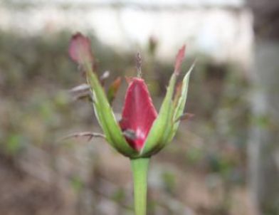 Gül, Sevgilinin Elini Yakacak