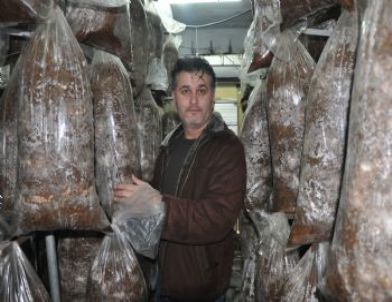 Kırkağaçlı 12 Aileye Mantar Kompostları Teslim Edildi