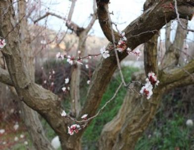 Mut’ta Kayısı Ağaçları Çiçek Açtı