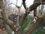 BAHAR HAVASI - Mut’ta Kayısı Ağaçları Çiçek Açtı