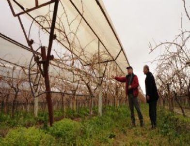 Sarıgöl Ziraat Odası'nın Deneme Bağından Olumlu Sonuç Alındı