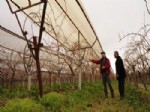 Sarıgöl Ziraat Odası'nın Deneme Bağından Olumlu Sonuç Alındı