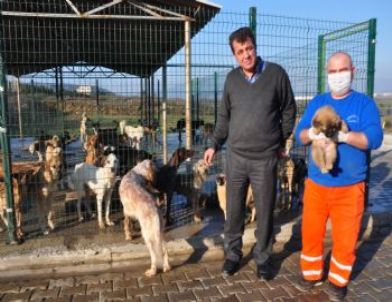 Torbalı Beledıyesi, Sokak Hayvanlarına Sahıp Çıkıyor