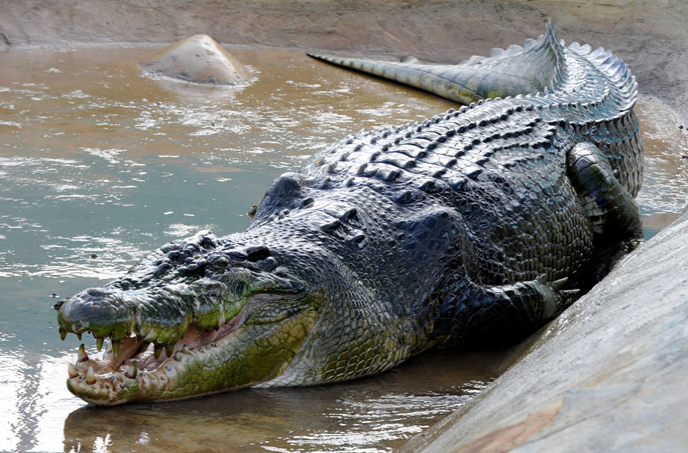 Rekortmen timsah hayatını kaybetti