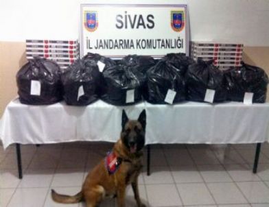 Sivas'ta 51 Kilo Esrar Ele Geçirildi