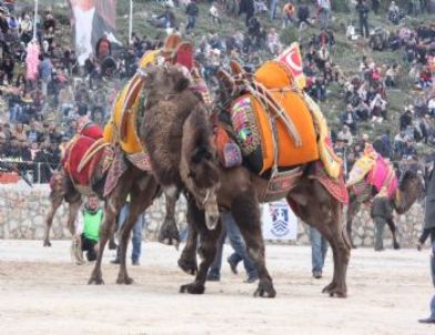 Develer Bodrum Arenasına Çıkıyor