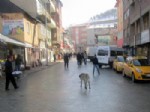 SOKAK KÖPEKLERİ - Şiran’da Başıboş Sokak Köpekler Korku Salıyor