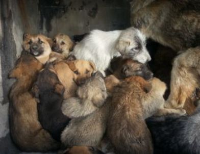 Erzincan Belediyesi Yavru Köpekleke Sahip Çıktı