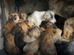 HAYVAN HAKLARı FEDERASYONU - Erzincan Belediyesi Yavru Köpekleke Sahip Çıktı
