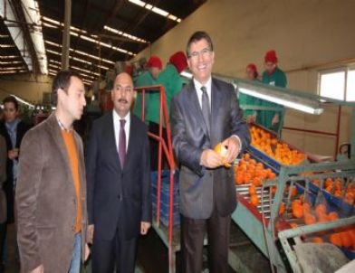 Narenciyede, Pazarın İstediği Çeşitler Keşfedildi