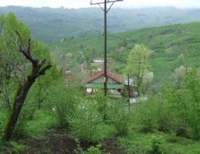 Ruhsatsız Fındık Bahçesini Sökerek Alternatif Ürüne Geçen Üreticiler Desteklenecek