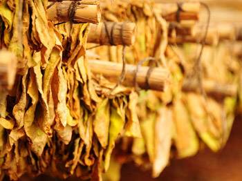 Tütününe yabancı ilgisi ihracatı artırdı