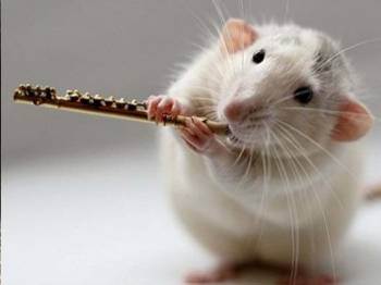 Farelerin Aklı Okundu