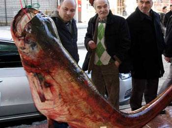 Kefal ağına 3.5 metrelik balık takıldı