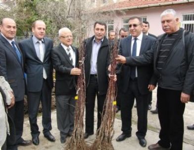 Srap Fidanları Dağıtıldı