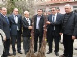Srap Fidanları Dağıtıldı